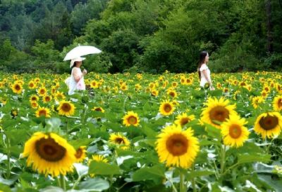 花开十堰·一朵花带火一个村⑪ | 喻家湾村：葵花朵朵向阳开