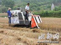 浪河镇：收割机助力农民夏收