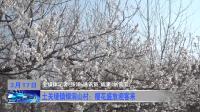 土关垭镇银洞山村：樱花盛放迎客来