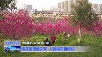 桃花源里桃花开 人面桃花相映红