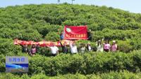 牛河林区凤凰山村：茶旅融合赋能乡村振兴