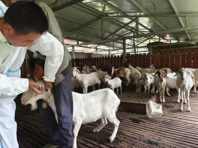 盐池河镇：扎实开展秋季动物防疫 助力畜牧业健康发展