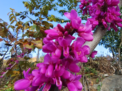 稀奇事 大沟林区紫荆花在立冬节气中二度绽放