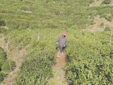 浪河镇：科技助推冬季茶园管理 跟踪服务茶农增产增收