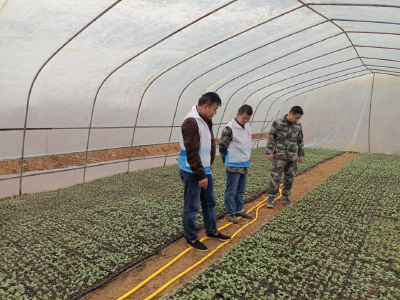 龙山镇：西瓜“小”产业 助力农民“大”丰收