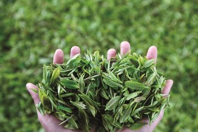 竹溪茶园开园了