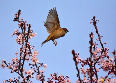郧西摄影师镜头中的春鸟