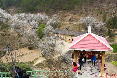 郧西天河风景区：樱花谷