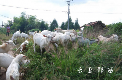 店子镇请专家为贫困养殖户“把脉问诊”