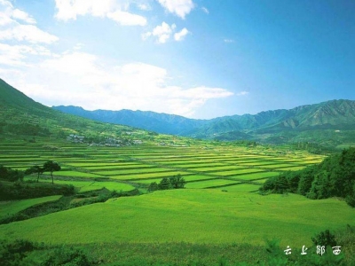 行走在田间的“保姆