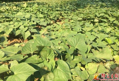一个贫困村的悄然变化