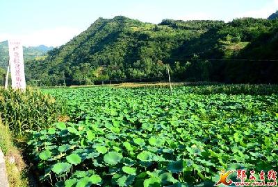 郧西发展产业助民脱贫