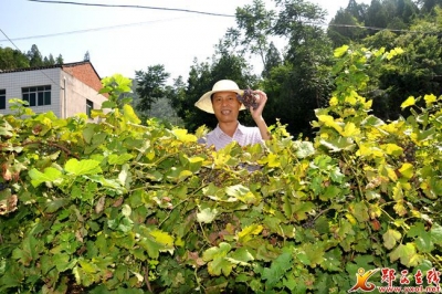 香口野生葡萄成熟待销售