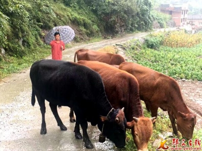杨世金：只手开富路 勤劳最光荣 