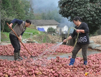 红薯产业助推脱贫致富