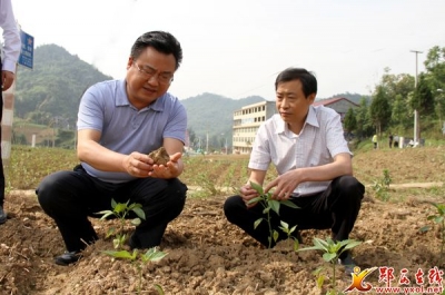 张涛：夯实产业扶贫基础 提升脱贫内生动力