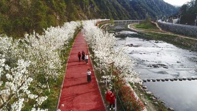 直播“相约天河 共赏桃花”第一届中国天河2019桃花旅游节