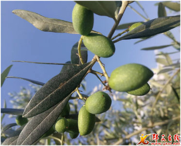 夹河镇：橄榄挂果啦
