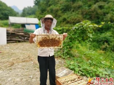 夹河镇：“蜂”靡全镇 产业引领致富