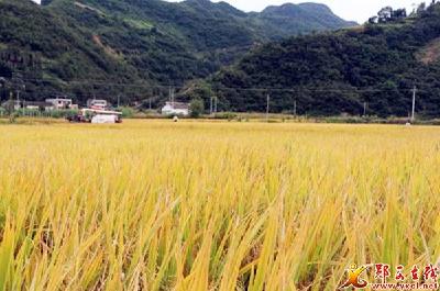关防乡3000亩冷水稻“丰收节”时迎丰收