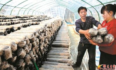 百花齐放春满园 ——郧西扶贫产业竞相发展纪略