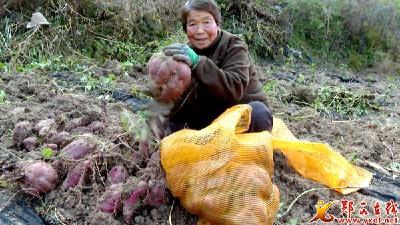 “多方携手” 我县引进试种的“西瓜红”红薯喜获成功 