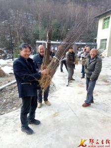郧西建行给扶贫村赠送花椒和柿子树苗