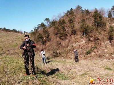 观音镇：农业技术服务暖民心”