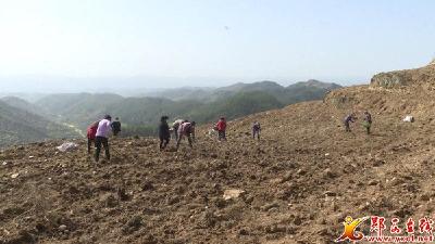 来家河村:抢种茶叶500亩促村民增收