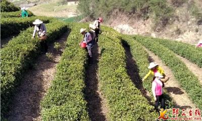 河夹镇 抢抓时间采摘春茶