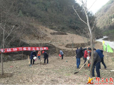 槐树林特场：干群携手添新绿