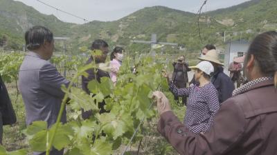 【脱贫故事】操世权：发展高端葡萄带领乡亲致富   