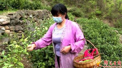 马安镇：万亩茶叶飘山乡 群众增收致富忙