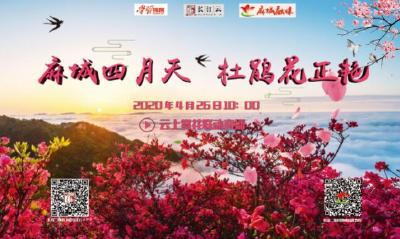 直播｜云游湖北 不负春光！麻城四月天 杜鹃花正艳
