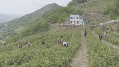 卧龙岗上采茶忙