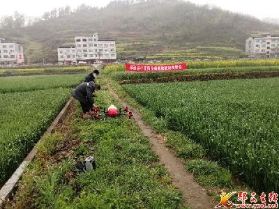 观音镇：积极防治小麦条绣病确保全年丰产丰收