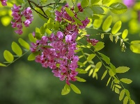 红花槐