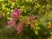 红花槐