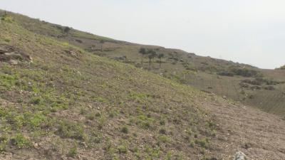 决胜全面小康·决战脱贫攻坚     景阳：强发林特躬耕嵩山  种植药材盘活山场  