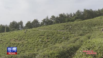 决胜全面小康·决战脱贫攻坚：岭头茶叶合作社为上百家农户提供增收平台