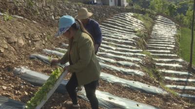 【脱贫故事】张国平：念好“烟叶经”勤劳奔富路   