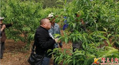 河夹镇魏家垭村桃子产业丰收在望