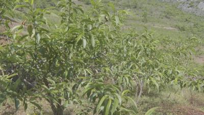 【脱贫故事】丁家湾村：做强林特产业  巩固脱贫成果