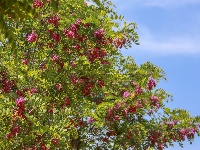 红花槐