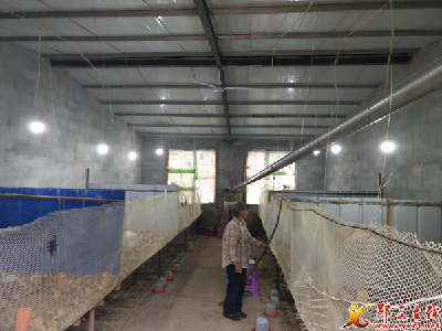 城关镇：融合产业发展 壮大养鸡产业