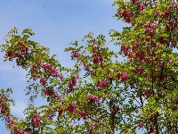 红花槐