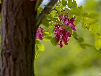 红花槐