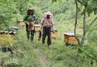 郧西脱贫户陈世才的“甜蜜”事业
