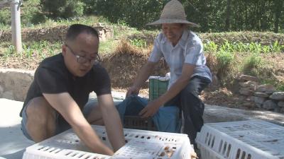 「决胜全面小康·决战脱贫攻坚」  城关镇为贫困户免费送鸡苗   