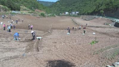 「决胜全面小康·决战脱贫攻坚」  郧西县观音镇牛儿山村大力发展魔芋产业   